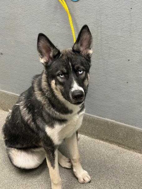 Shelter Stray Male Dog last seen Near BLOCK E UNIVERSITY AVE, LAS VEGAS NV 89119, 655 N Mojave Rd, Las Vegas, NV 89101, USA