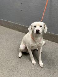 Shelter Stray Male Dog last seen Near BLOCK STANFORD ST, NORTH LAS VEGAS NV 89030, 655 N Mojave Rd, Las Vegas, NV 89101, USA