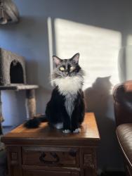 Lost Male Cat last seen Between 39th and Coliseum on Edgehill, Los Angeles, CA 90008