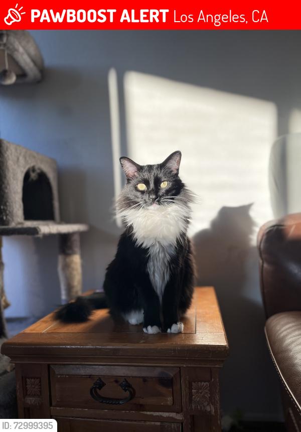 Lost Male Cat last seen Between 39th and Coliseum on Edgehill, Los Angeles, CA 90008