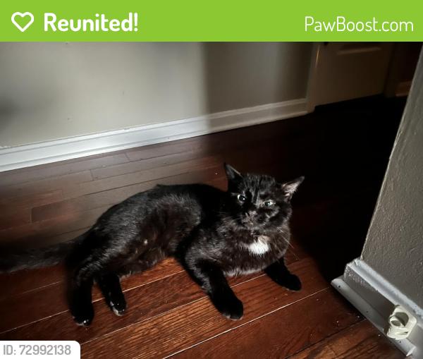 Reunited Male Cat last seen Kent court , Fredericksburg, VA 22408