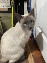 Lost Male Cat last seen Watts Neighborhood, near Baptist Church , Los Angeles, CA 90002