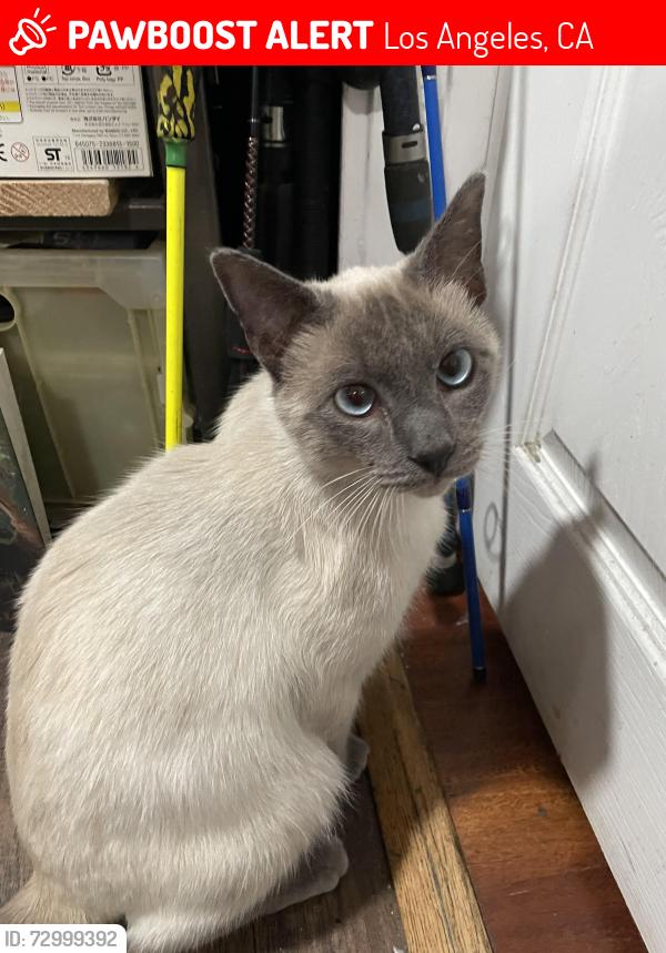 Lost Male Cat last seen Watts Neighborhood, near Baptist Church , Los Angeles, CA 90002
