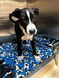 Shelter Stray Male Dog last seen AIRPORT RD/63042, 10521 Baur Blvd, Olivette, MO 63132, USA