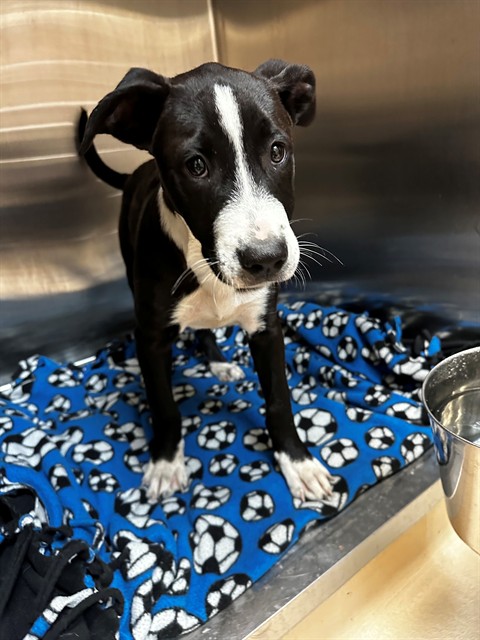 Shelter Stray Male Dog last seen AIRPORT RD/63042, 10521 Baur Blvd, Olivette, MO 63132, USA