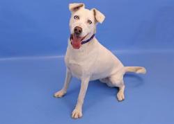 Shelter Stray Female Dog last seen , 4600 Eagleridge Pl, Pueblo, CO 81008, USA