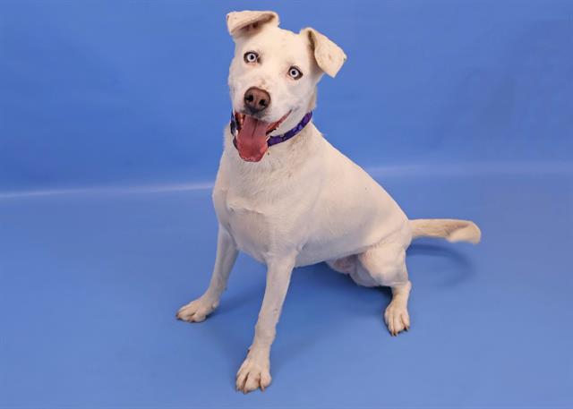 Shelter Stray Female Dog last seen , 4600 Eagleridge Pl, Pueblo, CO 81008, USA