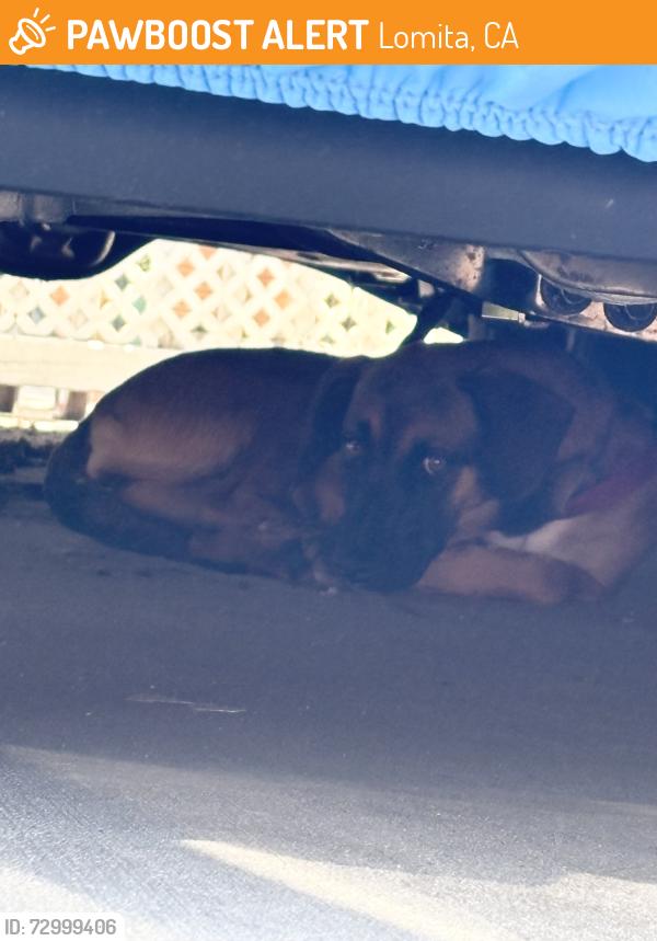 Found/Stray Unknown Dog last seen 256th and Woodward , Lomita, CA 90717