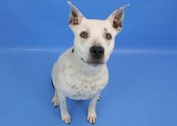 Shelter Stray Female Dog last seen , 4600 Eagleridge Pl, Pueblo, CO 81008, USA