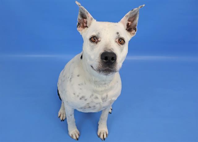 Shelter Stray Female Dog last seen , 4600 Eagleridge Pl, Pueblo, CO 81008, USA