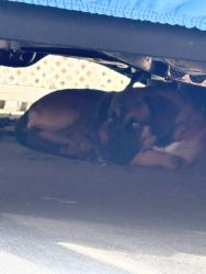Found/Stray Unknown Dog last seen 256th and Woodward , Lomita, CA 90717