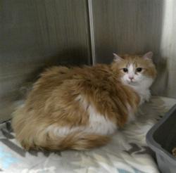 Shelter Stray Female Cat last seen KILT CT & SHEPHERD, 232 Eslinger Way, Sanford, FL 32773, USA