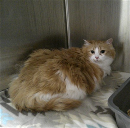 Shelter Stray Female Cat last seen KILT CT & SHEPHERD, 232 Eslinger Way, Sanford, FL 32773, USA