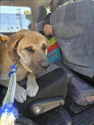Shelter Stray Male Dog last seen , 1850 W 60th St, Los Angeles, CA 90047, USA
