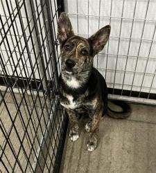 Shelter Stray Male Dog last seen Near BLOCK W BELMONT AVE, FRESNO CA 93728, 5277 E Airways Blvd, Fresno, CA 93727, USA