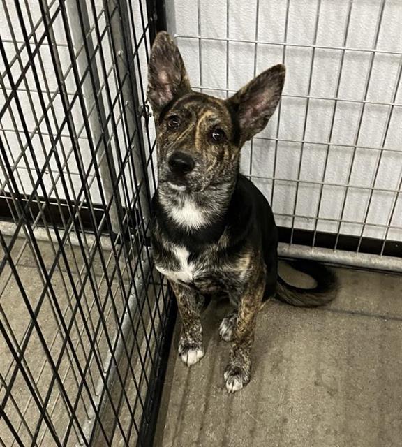 Shelter Stray Male Dog last seen Near BLOCK W BELMONT AVE, FRESNO CA 93728, 5277 E Airways Blvd, Fresno, CA 93727, USA