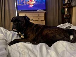 Reunited Male Dog last seen Venetian Garden/Lido Blvd, Gulf Breeze, FL 32563