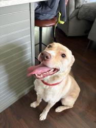 Reunited Male Dog last seen Materhorn and crest ridge, Dallas, TX 75228