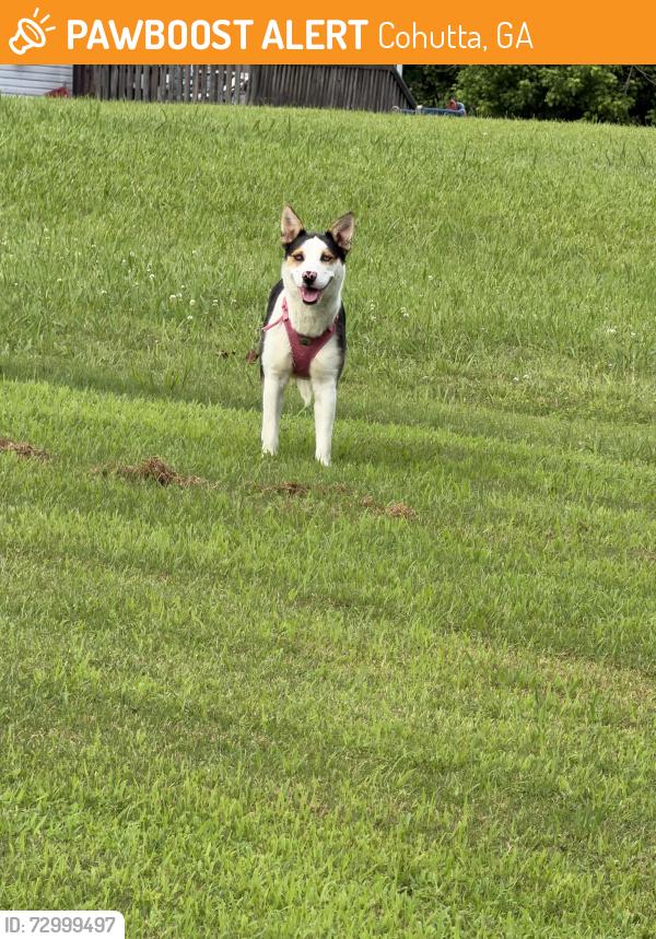 Found/Stray Unknown Dog last seen McGaughy and strain rd, Cohutta, GA 30710