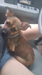 Lost Female Dog last seen Near and gasoline alley, New Caney, TX 77357