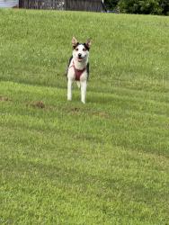Found/Stray Unknown Dog last seen McGaughy and strain rd, Cohutta, GA 30710