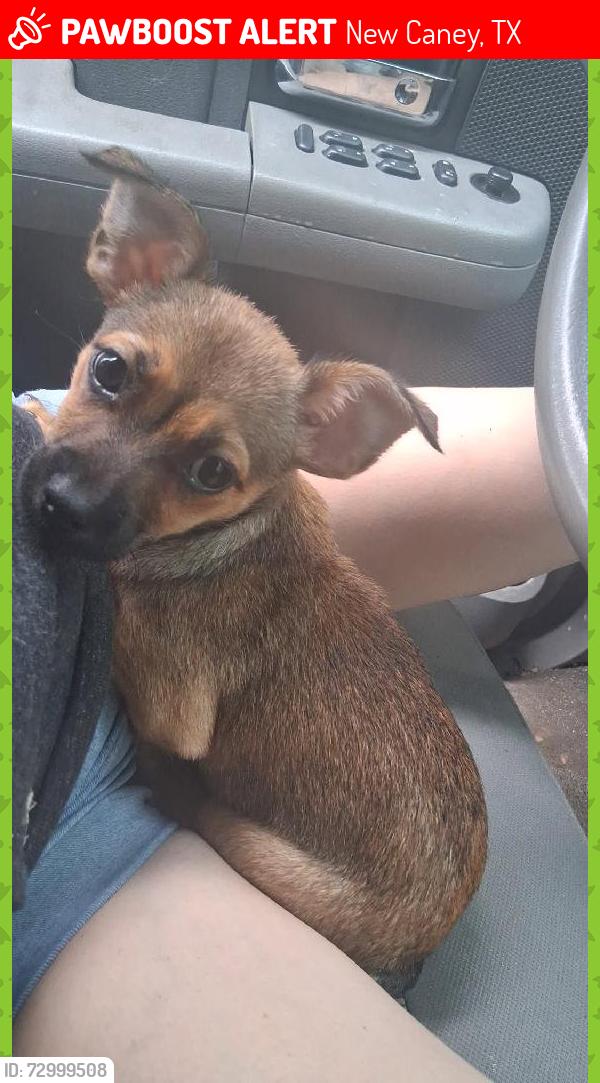 Lost Female Dog last seen Near and gasoline alley, New Caney, TX 77357