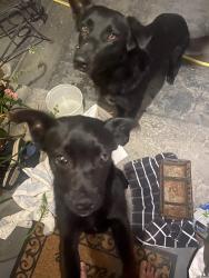 Found/Stray Male Dog last seen E. Harney Lane & Locust Tree Road, Lodi, CA 95212