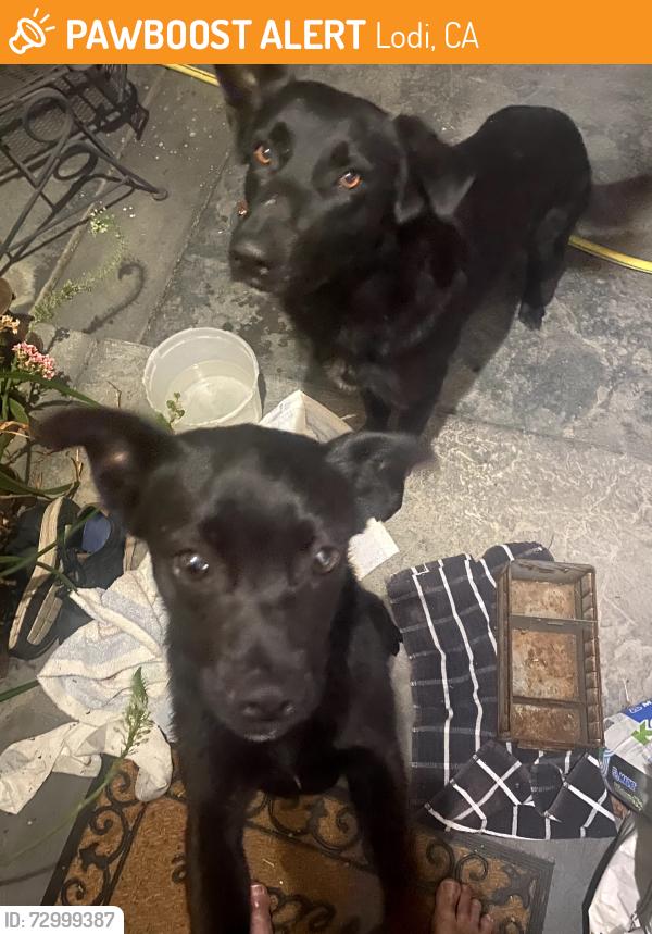 Found/Stray Male Dog last seen E. Harney Lane & Locust Tree Road, Lodi, CA 95212
