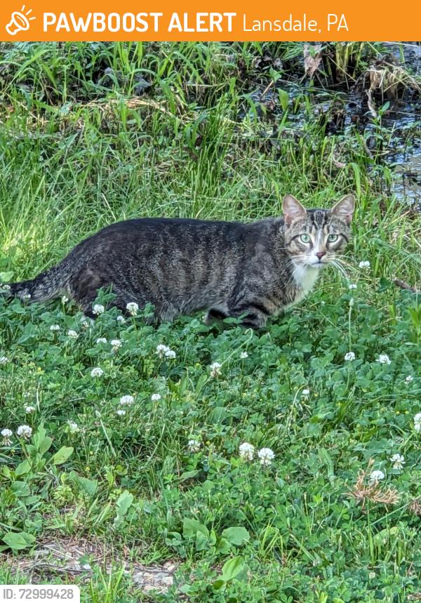 Found/Stray Unknown Cat last seen Near cherry st lansdale pa 19446, Lansdale, PA 19446