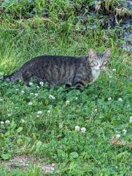 Found/Stray Unknown Cat last seen Near cherry st lansdale pa 19446, Lansdale, PA 19446