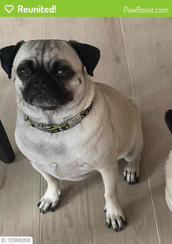 Reunited Male Dog last seen Near Oxford St, Houston, TX 77007, USA, Houston, TX 77007