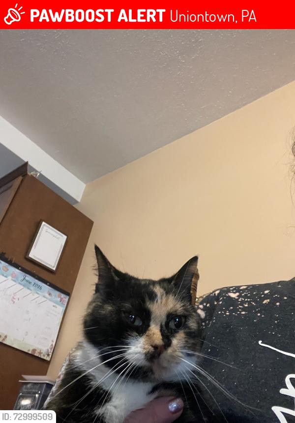 Lost Female Cat last seen Near searight ave uniontown , Uniontown, PA 15401