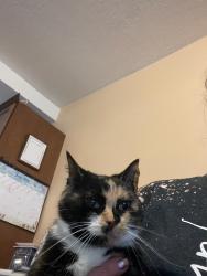 Lost Female Cat last seen Near searight ave uniontown , Uniontown, PA 15401