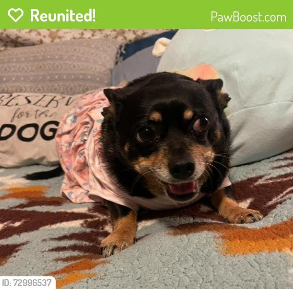 Reunited Female Dog last seen Roxford and San Fernando , Los Angeles, CA 91342