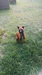 Found/Stray Female Dog last seen Walesby and crystal springs, Fayetteville, NC 28306
