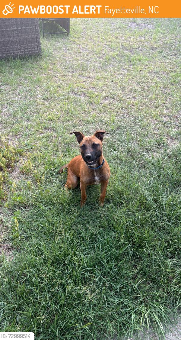Found/Stray Female Dog last seen Walesby and crystal springs, Fayetteville, NC 28306