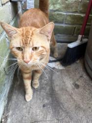 Found/Stray Male Cat last seen Wickhollow ln, Houston, TX 77043