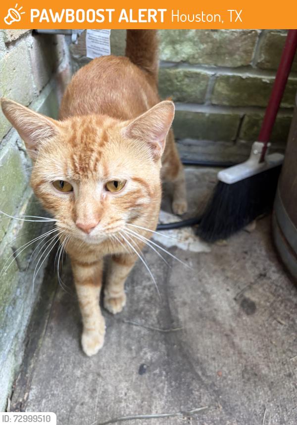 Found/Stray Male Cat last seen Wickhollow ln, Houston, TX 77043