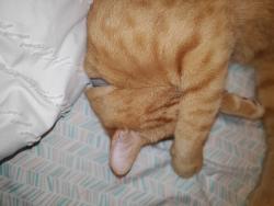 Lost Male Cat last seen Neighborhoods, Greenville, SC 29601