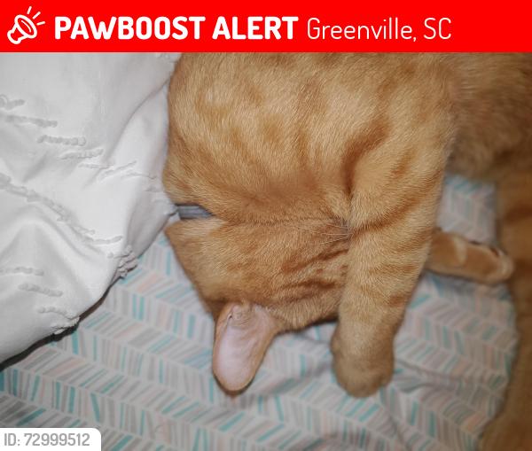 Lost Male Cat last seen Neighborhoods, Greenville, SC 29601