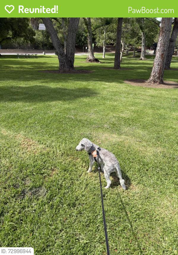 Reunited Female Dog last seen Near Solvay Aisle, Irvine, CA 92606, USA, Irvine, CA 92606
