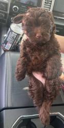 Lost Male Dog last seen Damson and Iola, Pueblo, CO 81001