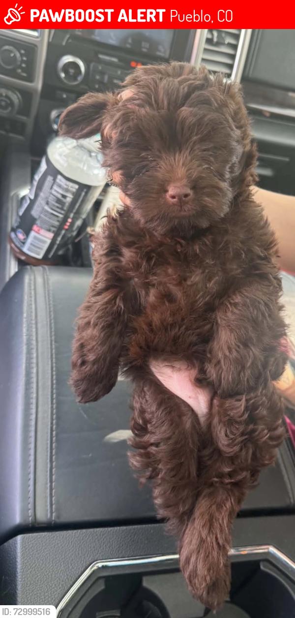 Lost Male Dog last seen Damson and Iola , Pueblo, CO 81001