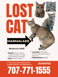 Lost Female Cat last seen Maingate townhomes /east 7th street /Arsenal , Benicia, CA 94510