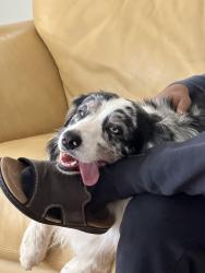 Reunited Female Dog last seen haas st, Escondido, CA 92025
