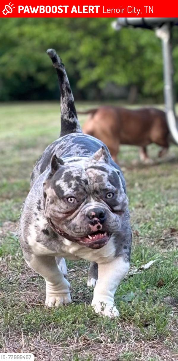 Lost Male Dog last seen Near Hair ln Lenoir city tn, Lenoir City, TN 37772