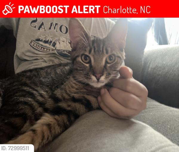 Lost Male Cat last seen Kipling Dr and Amity St by the Dollar General, Charlotte, NC 28212