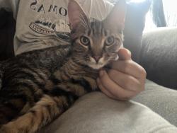 Lost Male Cat last seen Kipling Dr and Amity St by the Dollar General, Charlotte, NC 28212