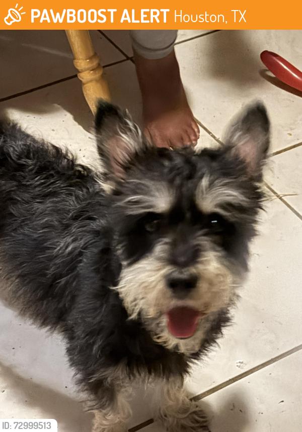 Found/Stray Male Dog last seen Tidewater Drive at Almeda Road-Almeda Plaza Neighborhood, Houston, TX 77045