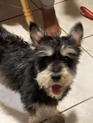 Found/Stray Male Dog last seen Tidewater Drive at Almeda Road-Almeda Plaza Neighborhood, Houston, TX 77045